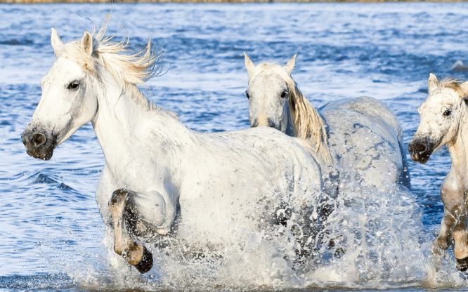 Leading Change: Building Teams with a Healthy Sense of Urgency